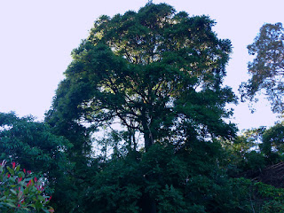 Big Tree And The Forests In The Morning At Munduk Village, Buleleng, Bali, Indonesia