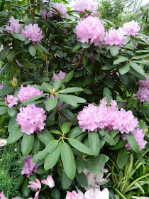 Allan Gardens Conservatory Easter Flower Show 2013 mauve Catawba rhododendron by garden muses: Toronto gardening blog
