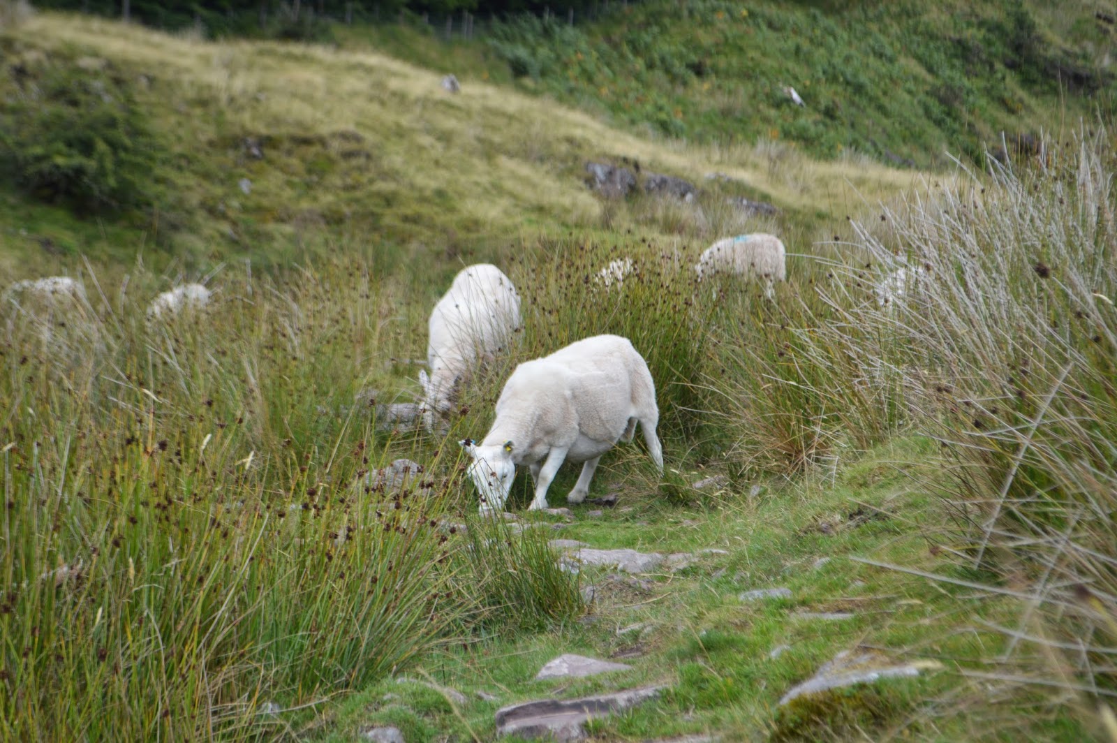 , Lost in Wales and lots More Sheep