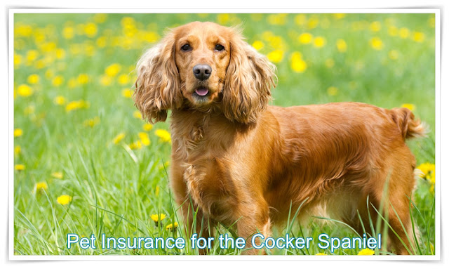 Pet Insurance for the Cocker Spaniel