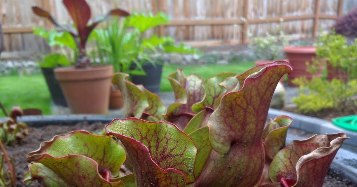 How To Make A Container Bog Garden