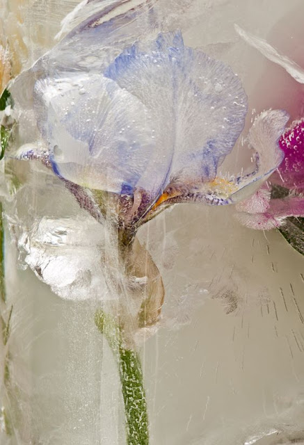 Flowers in Winter -  Libertine Fragrance