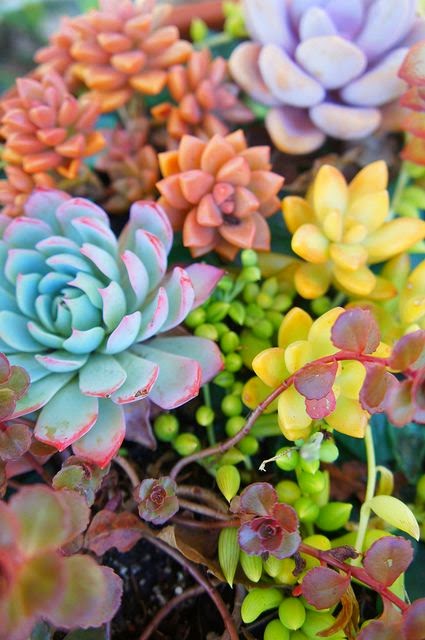 Colorful succulents 