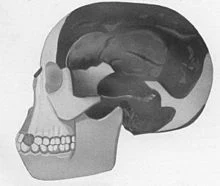 Wikipedia provides a great source of information on the Piltdown Man.