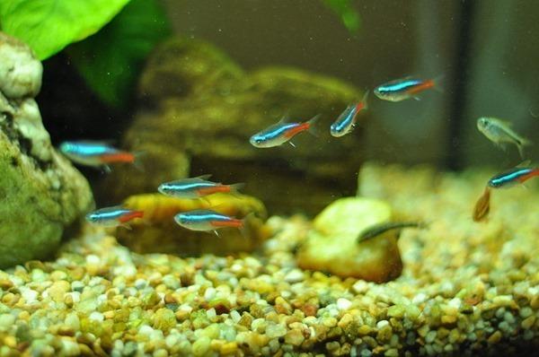 Các loài cá neon đẹp và cách nuôi cá Neon xanh trong hồ thủy sinh