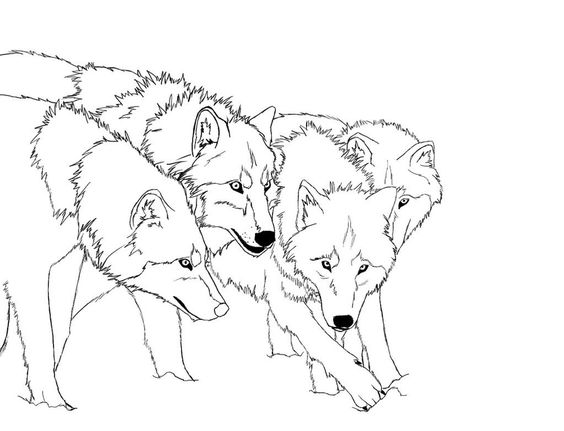 Tranh tô màu bốn con sói