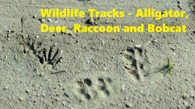 Wild Animal Tracks - Alligator Deer Bobcat and Raccoon Tracks
