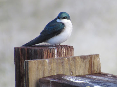 tree swallow