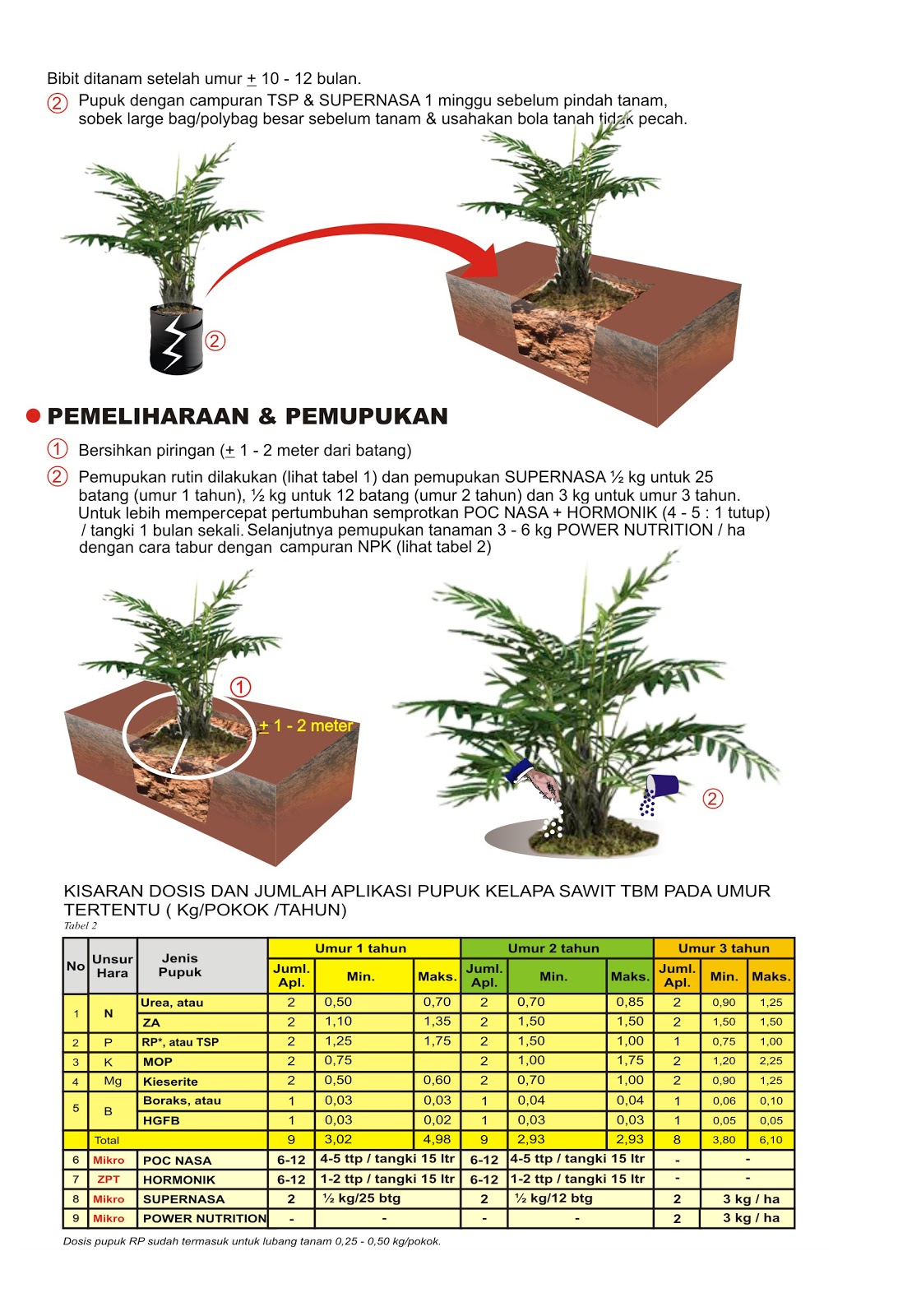 Pembibitan Yang Baik Untuk Kelapa Sawit Budidaya Sawit Unggul Nasa