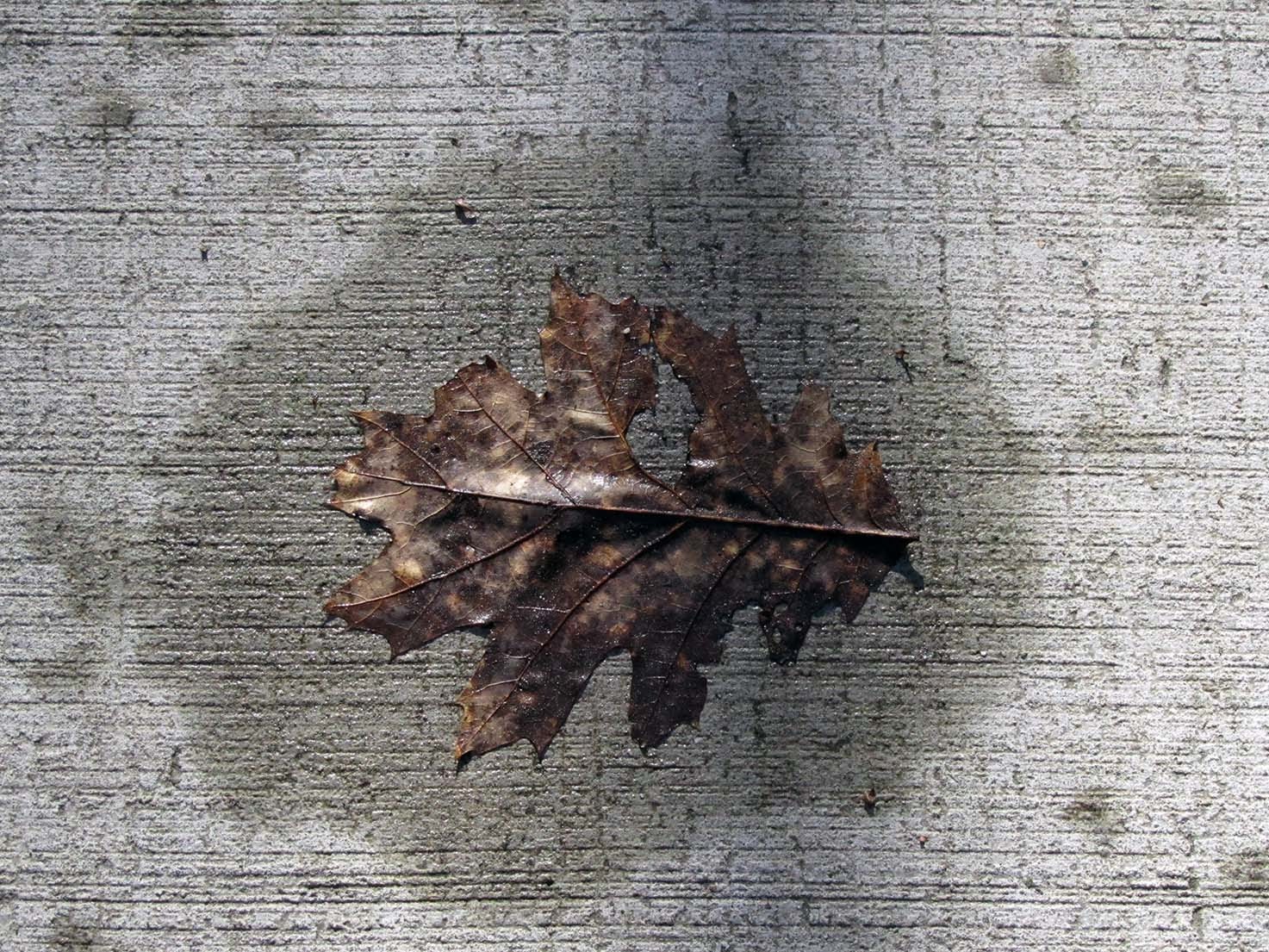 A leaf on a concrete path