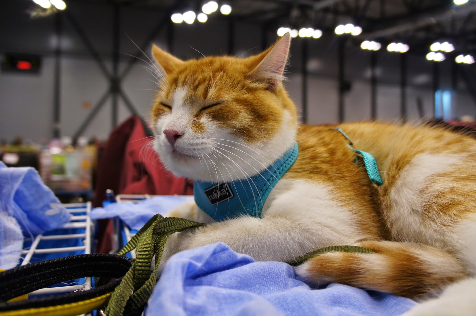 Kissani ovat ihan oikeasti kilttejä - Vielä kerran näyttelystä. - Kisu