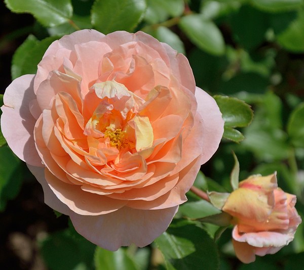 Sangerhauser Jubilaumsrose сорт розы фото