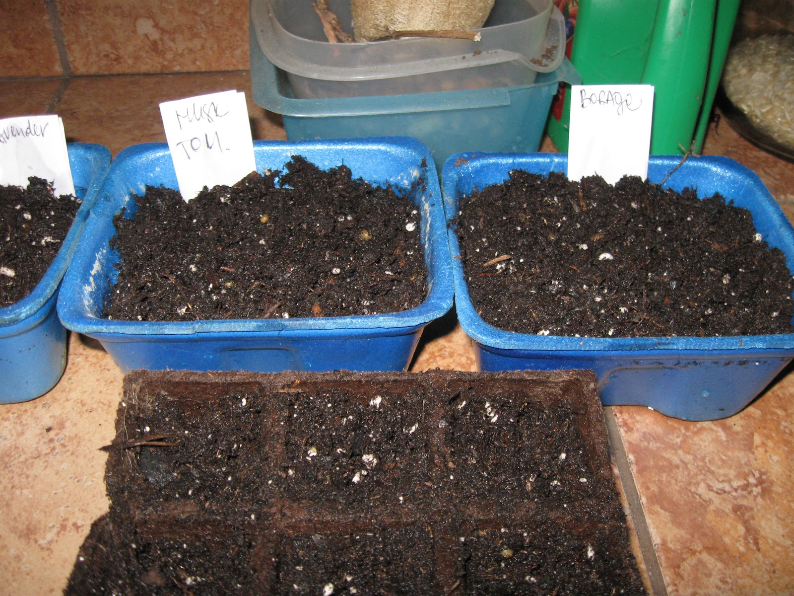 Growing Food in Florida What can we plant in February in Florida