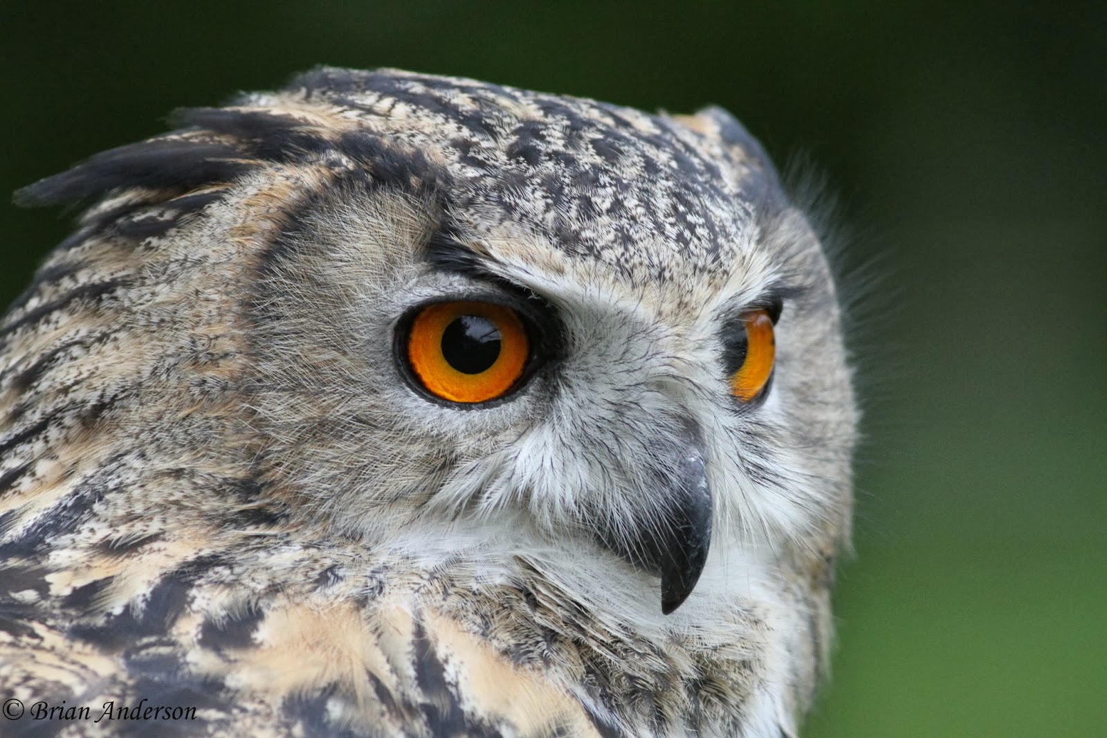 brian-s-birding-blog-british-wildlife-centre-owls-of-britain