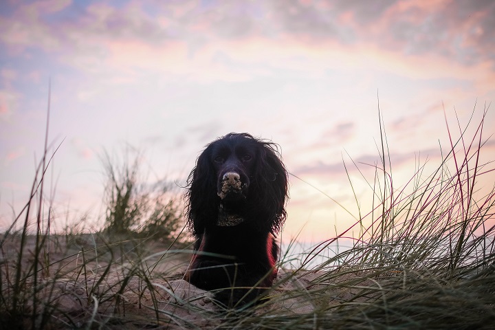 Dog Friendly Guide to Cornwall