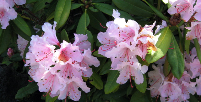 Seattle Garden Ideas: Rhododendrons That Don't Get Over 4 Feet Tall