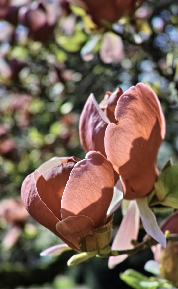 #1 Durchsichtige Magnolien in der Wilhelma