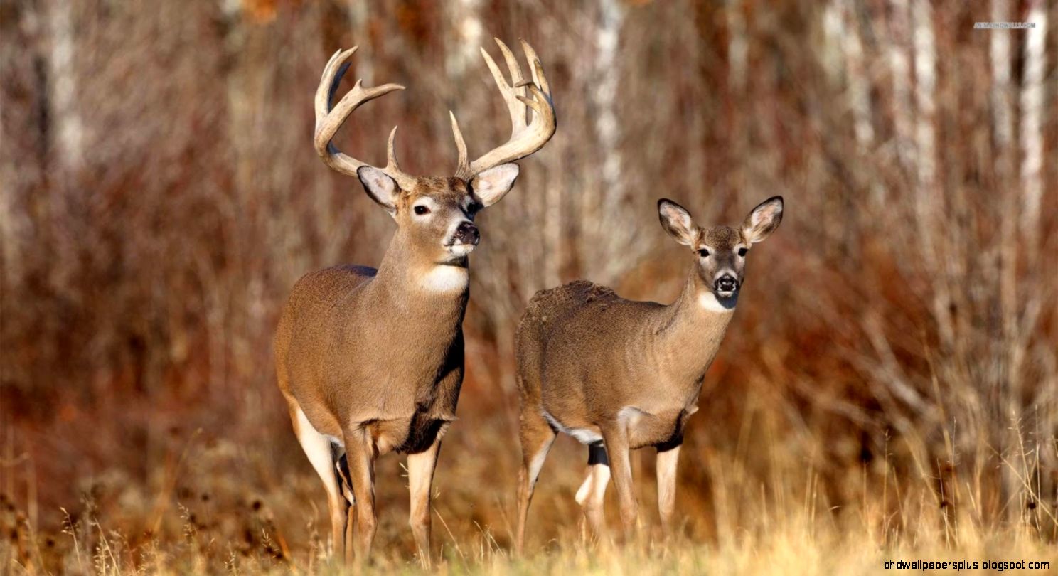 Deer Wallpapers   Android Apps on Google Play
