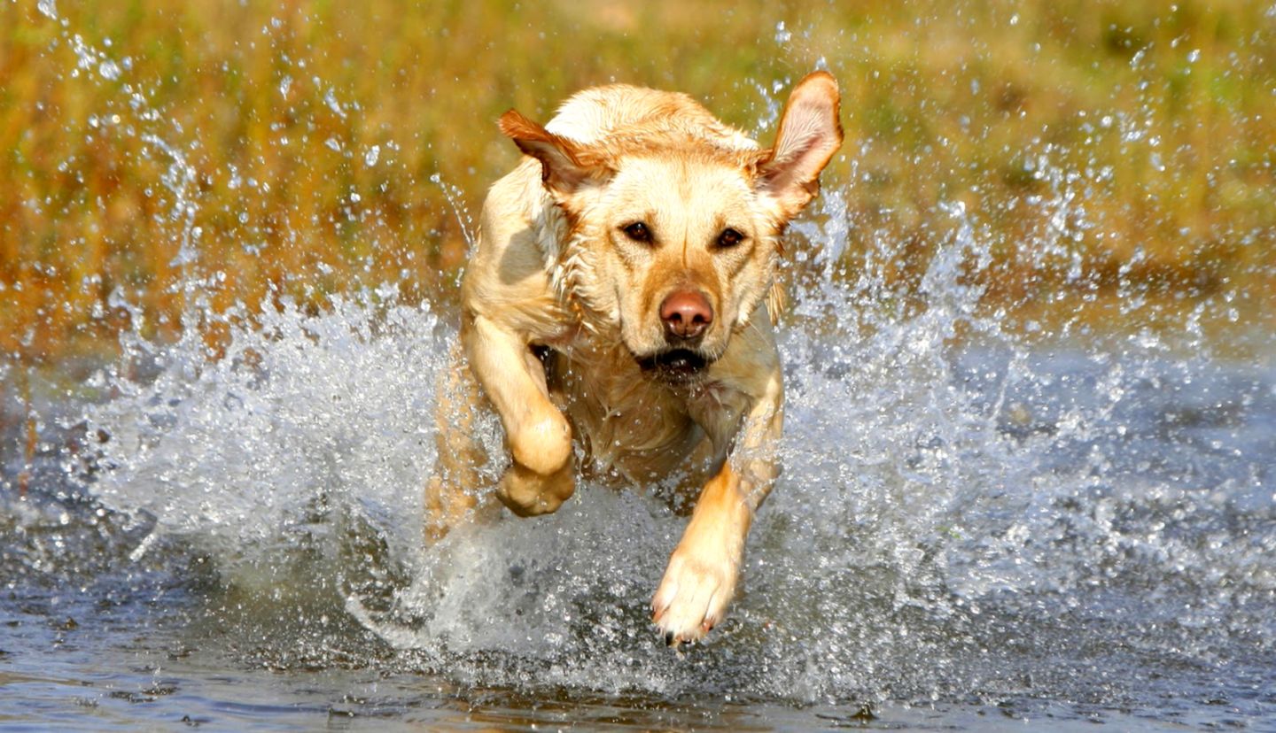 dog running through the water hd dog wallpaper animal nvh dog running through the water hd dog wallpaper animal nvh