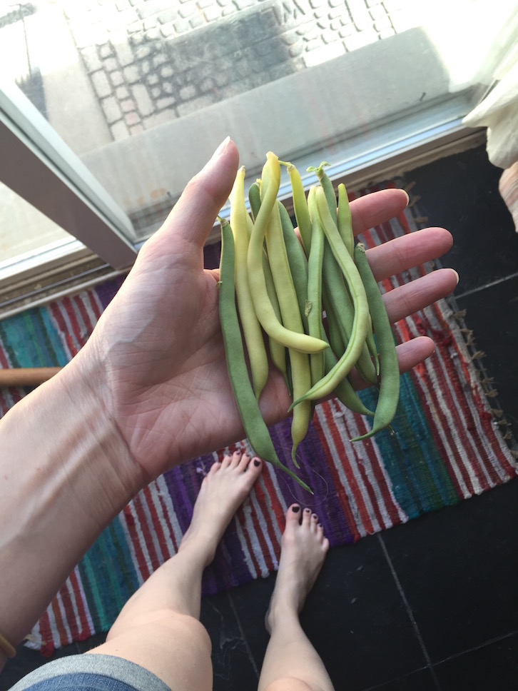 Fresh picked beans from my patio garden. // WWW.THEJOYBLOG.NET