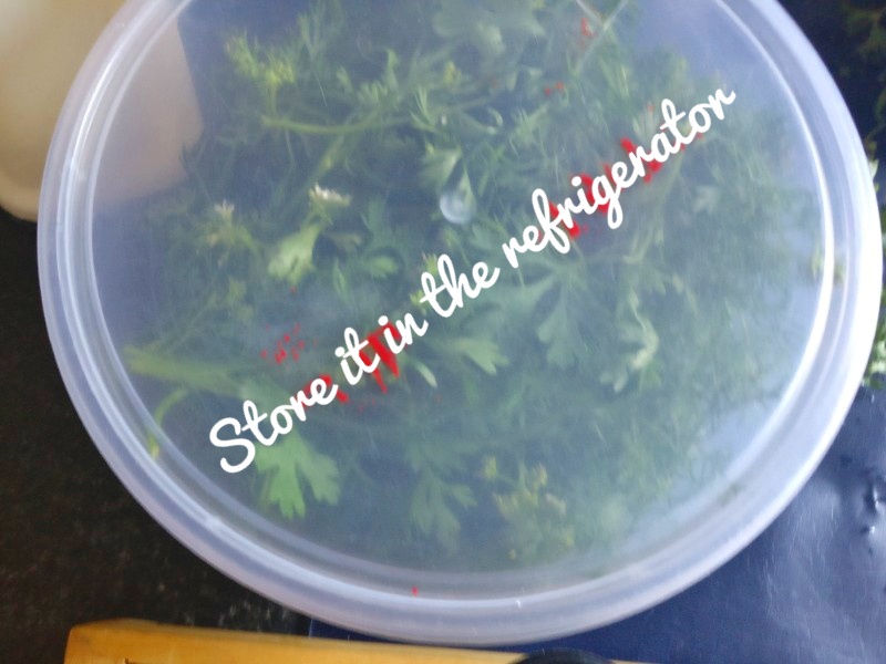 Veg Indian Cooking How to keep coriander leaves fresh in the