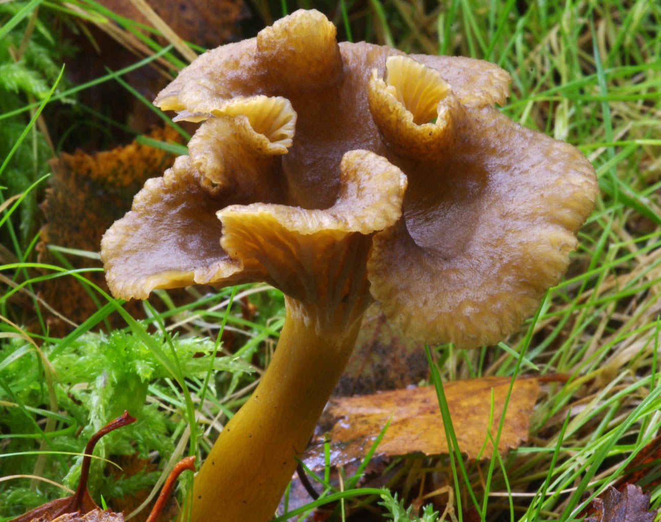 Wildeep's Illuminations Chanterelle's Less Showy Sibling