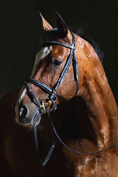 horse images