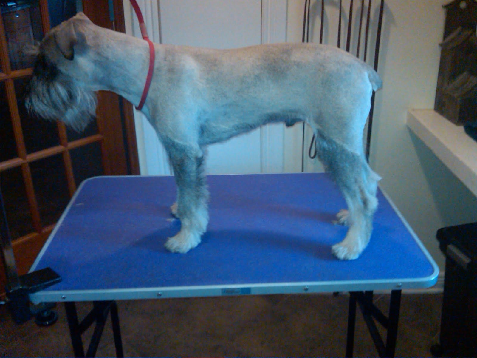 Standard Schnauzers in Virginia Finley gets groomed!