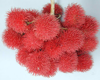 kathryn's blog: Rambutan or Hairy Cherry