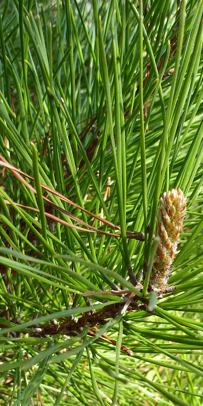 Árboles con alma: Pino insigne. Pino de Monterrey. (Pinus insignis ...