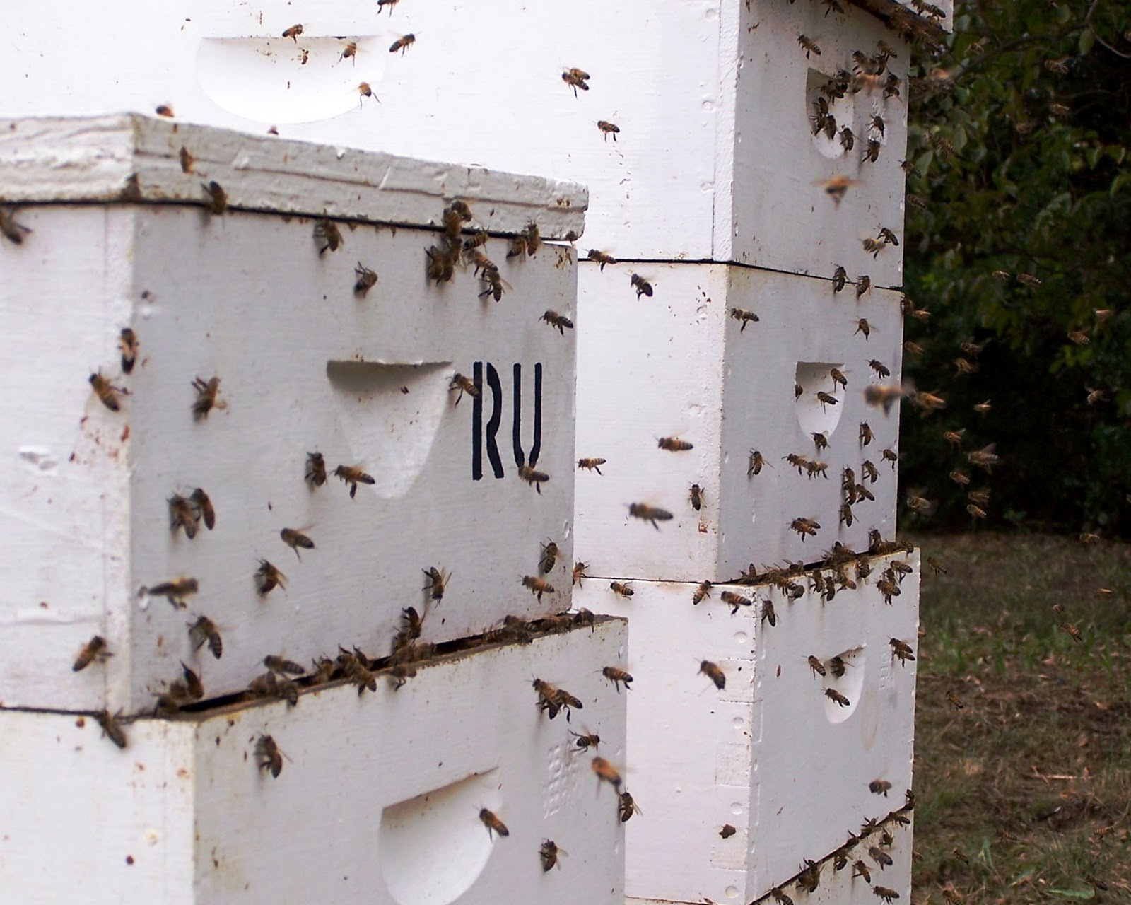 The Peace Bee Farmer Robbing Behavior