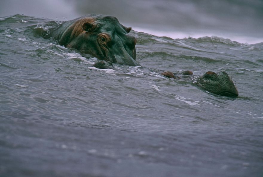 #47 Surfing Hippos, Michael Nichols, 2000 - Top 100 Of The Most Influential Photos Of All Time #47 Surfing Hippos, Michael Nichols, 2000 - Top 100 Of The Most Influential Photos Of All Time