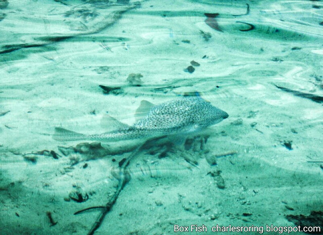 boxfish in Kabui bay of Raja Ampat