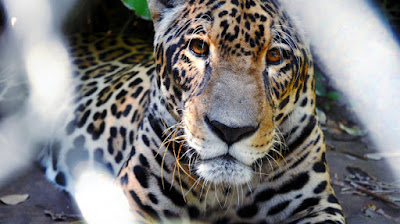 Tigre en uno de los centros que tiene la ONG en Bolivia