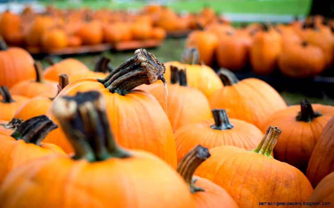 Pumpkin Patch  Betsy McPherson Photography