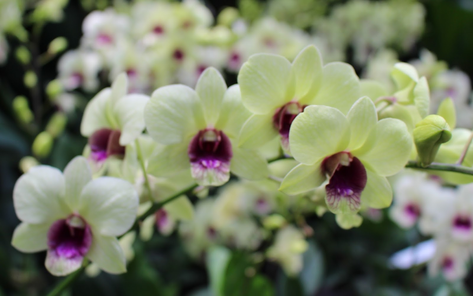 Chutes in Qatar Singapore Orchids!