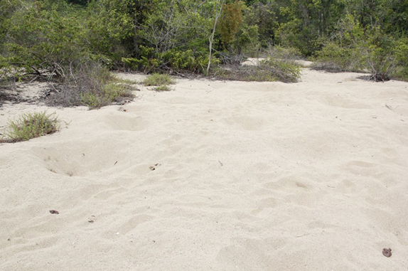 Cagar Alam Panua, Dulu Rumah Maleo Kini “Istana” Tambang dan Perkebunan