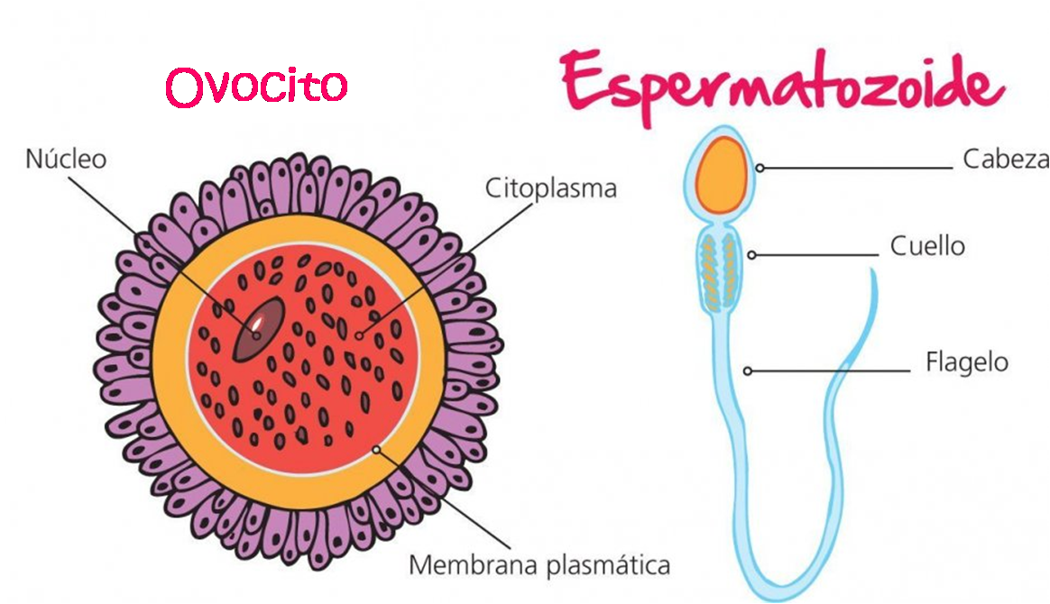 Introducción a la Biología Unidad III. Reproducción Hoja de ruta