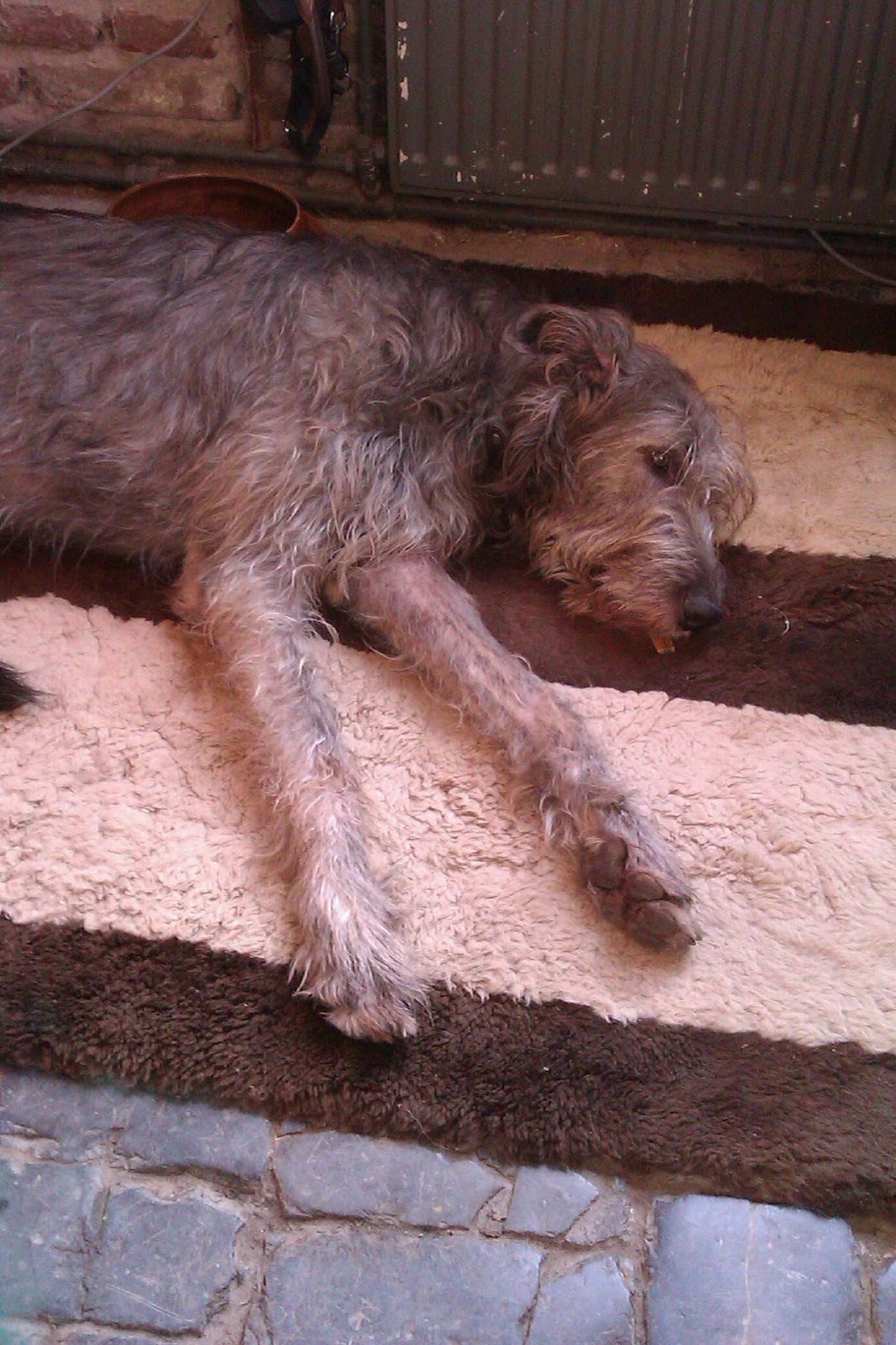 Schaffhausen Juli 2014