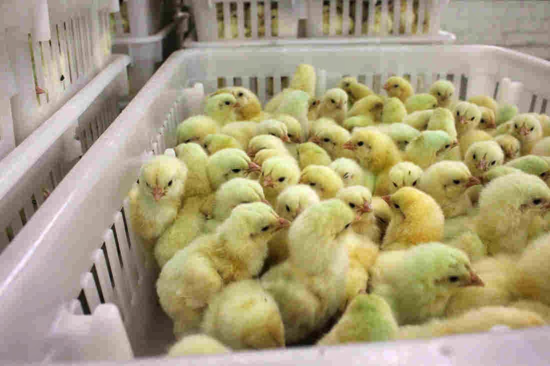 NeoTech Kenya Agribusiness POULTRY FARMING (hatchery)