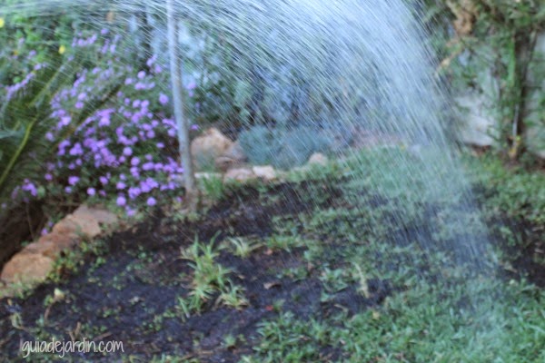 Paso a paso: Resembrando en primavera las zonas dañadas del césped