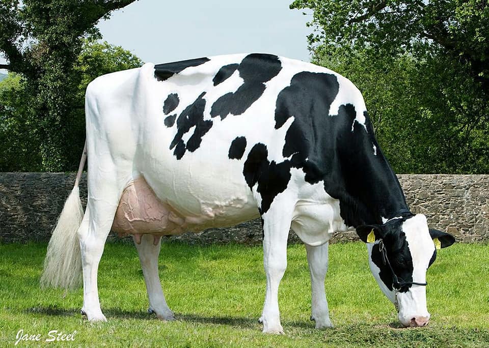 perbandingan Sapi Friesian Holstein FH dan Sapi Jersey 