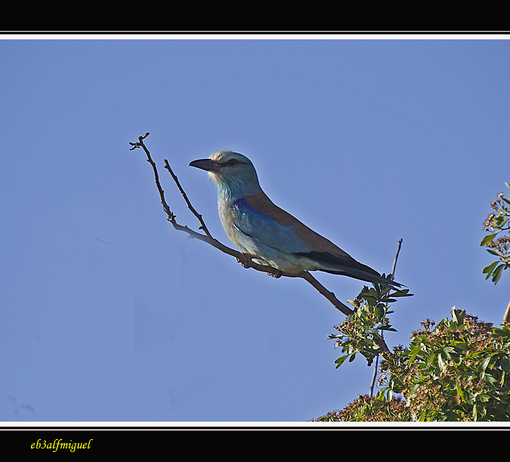 Miguel fotografia Carraca (Coracias garrulus) Miguel fotografia Carraca (Coracias garrulus)