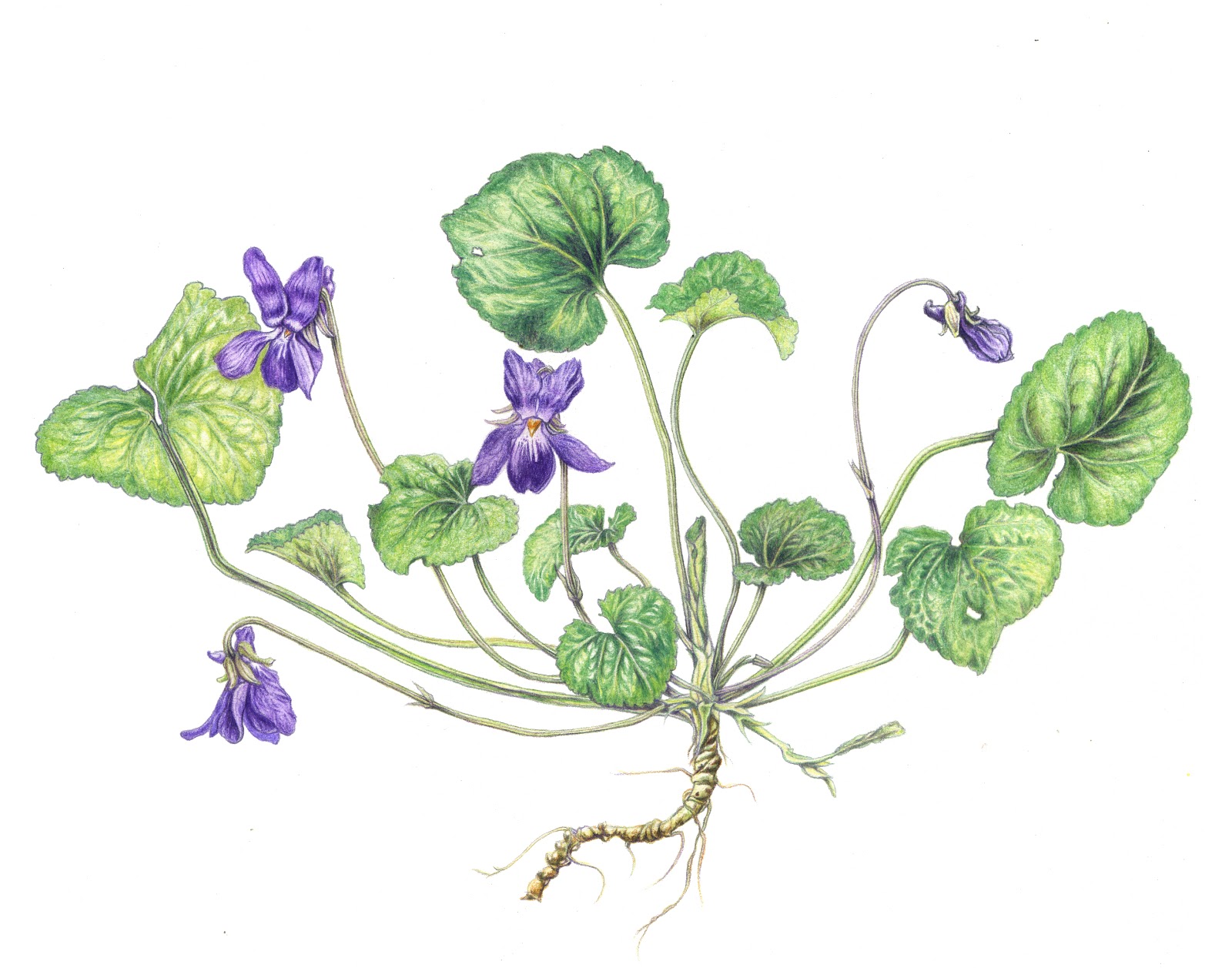 Illustrations botaniques, Violette et fin de l'hiver