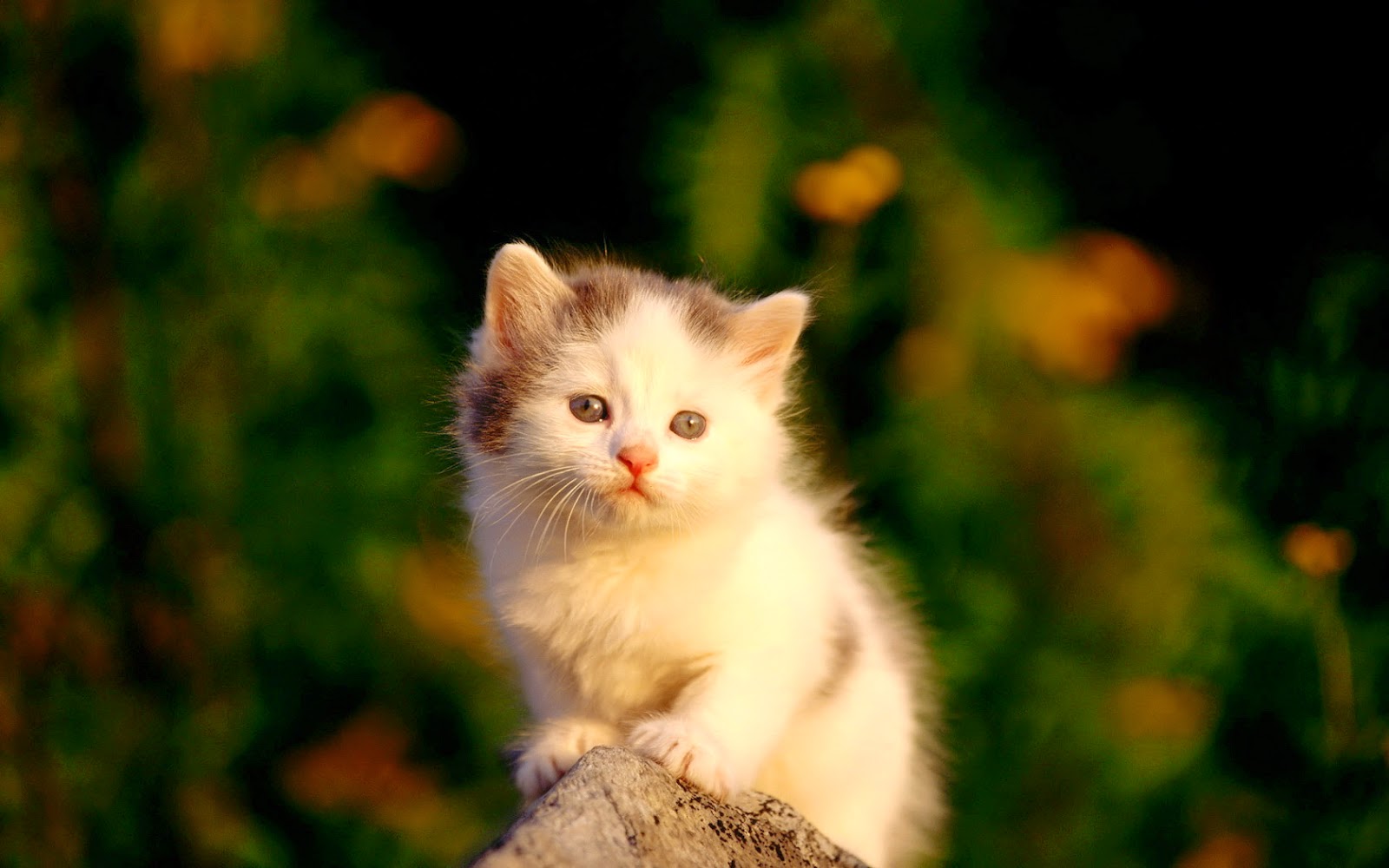  Cute  Animals  Photo s HD Wallpapers  Cat  Dog Lion 