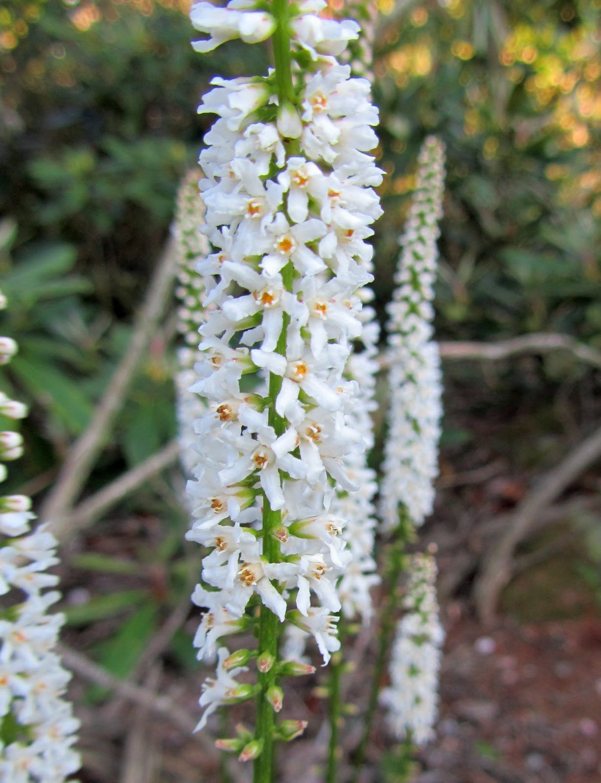 flowers for flower lovers. Galax flowers.
