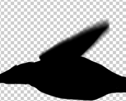 effects birds animation bird