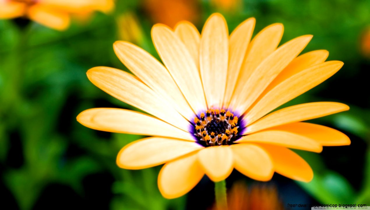 Orange Cape Daisy Flower HD desktop wallpaper  Widescreen  High