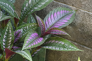 ウラムラサキ／ストロビランテス