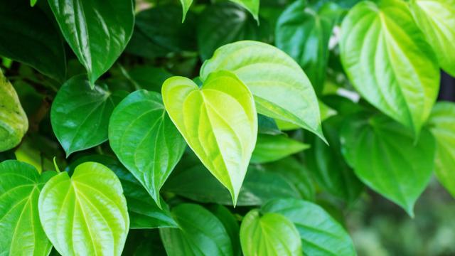 10 Manfaat Daun Sirih Untuk Kesehatan 10 Manfaat Daun Sirih Untuk Kesehatan
